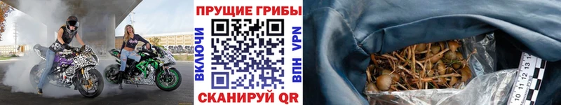 Псилоцибиновые грибы мицелий  Нижние Серги 